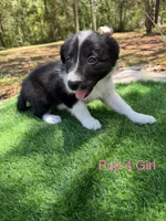 Pup 4, a female Border Collie for sale in Lecanto, FL – 4 of 8