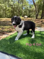Pup 4, a female Border Collie for sale in Lecanto, FL – 3 of 8