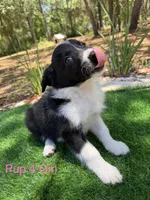 Pup 4, a female Border Collie for sale in Lecanto, FL – 2 of 8