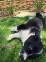 Pup 4, a female Border Collie for sale in Lecanto, FL – 6 of 8