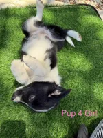 Pup 4, a female Border Collie for sale in Lecanto, FL – 8 of 8