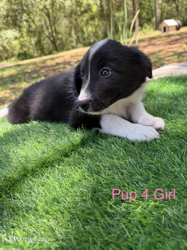 Pup 4 – Border Collie puppy for sale in Lecanto, FL