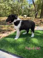 Pup 4, a female Border Collie for sale in Lecanto, FL – 7 of 8