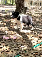 Pup 4, a female Border Collie for sale in Lecanto, FL – 5 of 8