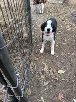 Pup 5 , a male Border Collie for sale in Lecanto, FL – 7 of 7