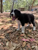 Pup 1 , a female Border Collie for sale in Lecanto, FL – 7 of 7
