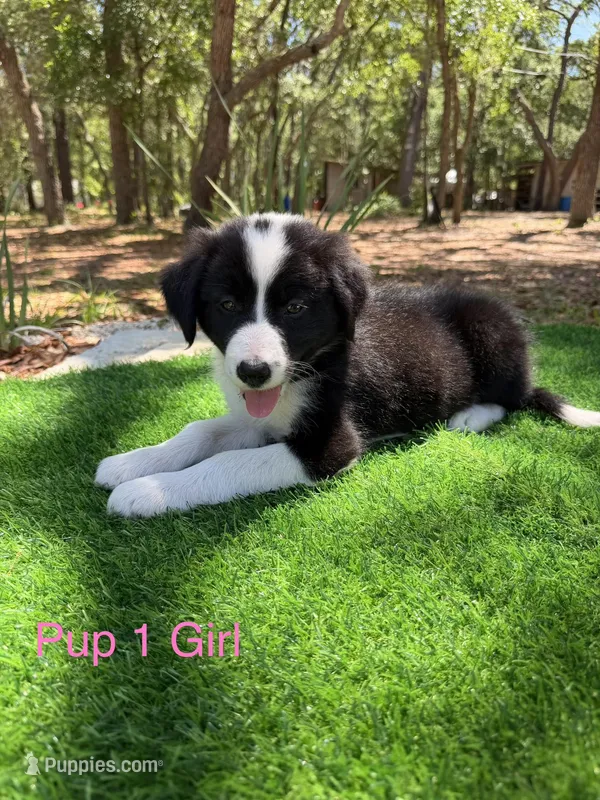 Pup 1  – Border Collie puppy on hold in Lecanto, FL