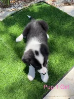 Pup 1 , a female Border Collie for sale in Lecanto, FL – 5 of 7