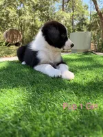 Pup 1 , a female Border Collie for sale in Lecanto, FL – 3 of 7