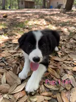 Pup 1 , a female Border Collie for sale in Lecanto, FL – 6 of 7
