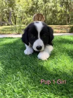 Pup 1 , a female Border Collie for sale in Lecanto, FL – 2 of 7