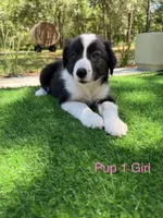 Pup 1 , a female Border Collie for sale in Lecanto, FL – 4 of 7