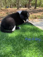 Pup 6 , a male Border Collie for sale in Lecanto, FL – 5 of 9