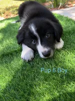 Pup 6 , a male Border Collie for sale in Lecanto, FL – 1 of 9