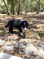 Pup 6 , a male Border Collie for sale in Lecanto, FL – 6 of 9