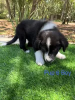 Pup 6 , a male Border Collie for sale in Lecanto, FL – 2 of 9
