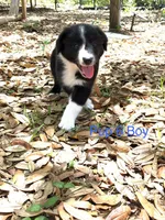 Pup 6 , a male Border Collie for sale in Lecanto, FL – 7 of 9