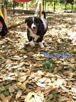 Pup 6 , a male Border Collie for sale in Lecanto, FL – 8 of 9