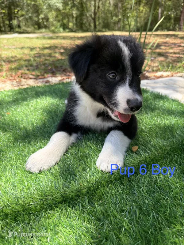 Pup 6  – Border Collie puppy for sale in Lecanto, FL