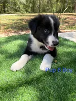 Pup 6 , a male Border Collie for sale in Lecanto, FL – 3 of 9