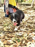 Pup 6 , a male Border Collie for sale in Lecanto, FL – 9 of 9