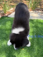Pup 6 , a male Border Collie for sale in Lecanto, FL – 4 of 9