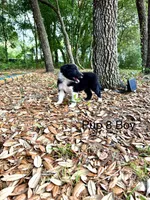 Pup 8 , a male Border Collie for sale in Lecanto, FL – 9 of 9
