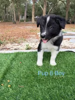 Pup 8 , a male Border Collie for sale in Lecanto, FL – 2 of 9