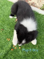 Pup 8 , a male Border Collie for sale in Lecanto, FL – 6 of 9