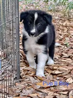 Pup 8 , a male Border Collie for sale in Lecanto, FL – 8 of 9