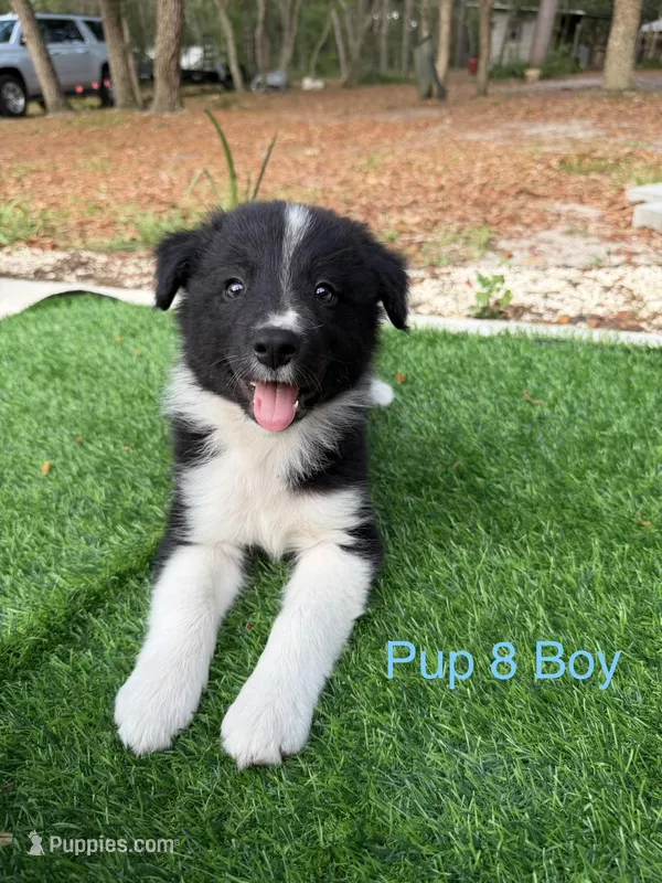 Pup 8  – Border Collie puppy for sale in Lecanto, FL