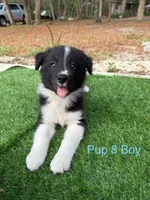 Pup 8 , a male Border Collie for sale in Lecanto, FL – 1 of 9