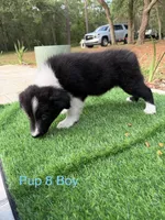 Pup 8 , a male Border Collie for sale in Lecanto, FL – 3 of 9