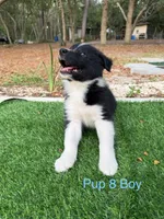 Pup 8 , a male Border Collie for sale in Lecanto, FL – 5 of 9