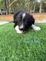 Pup 8 , a male Border Collie for sale in Lecanto, FL – 7 of 9