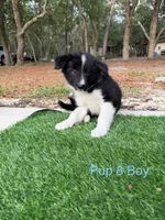 Pup 8 , a male Border Collie for sale in Lecanto, FL – 4 of 9