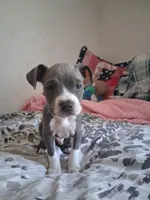 Chinchille/papas/tostada/ghost, a male American Staffordshire Terrier for sale in Portland, OR – 1 of 4