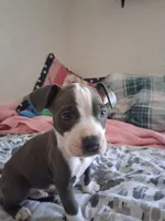 Chinchille/papas/tostada/ghost, a male American Staffordshire Terrier for sale in Portland, OR – 3 of 4