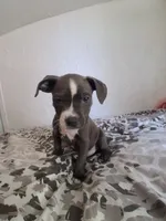 Chinchille/papas/tostada/ghost, a male American Staffordshire Terrier for sale in Portland, OR – 2 of 4