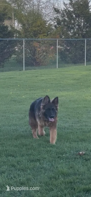 Girl 1, a female German Shepherd Dog for sale in Clinton, WI – Photo 1 of 1