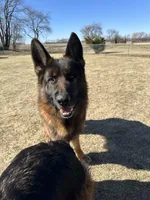 Gundo Aureus Mons , a male German Shepherd Dog for sale in Clinton, WI – Photo 1 of 2