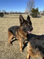 Gundo Aureus Mons , a male German Shepherd Dog for sale in Clinton, WI – Photo 2 of 2
