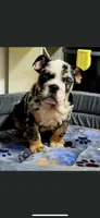 Puppies, a male English Bulldog for sale in Clinton, WI – Photo 3 of 6