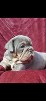 Puppies, a male English Bulldog for sale in Clinton, WI – Photo 6 of 6