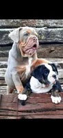 Puppies, a male English Bulldog for sale in Clinton, WI – Photo 5 of 6