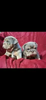Puppies, a male English Bulldog for sale in Clinton, WI – Photo 1 of 6