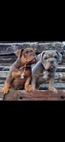 Puppies, a male English Bulldog for sale in Clinton, WI – Photo 2 of 6