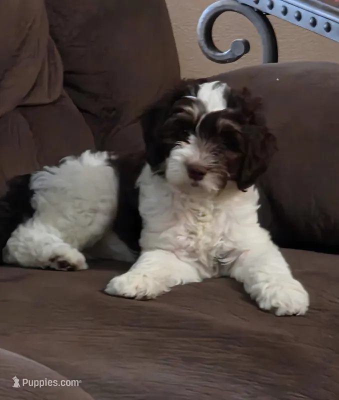 Raven – Aussiedoodle puppy for sale in Coal Valley, IL