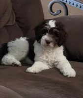 Raven, a female Bernese Mountain Dog and Aussiedoodle for sale in Coal Valley, IL – 1 of 1