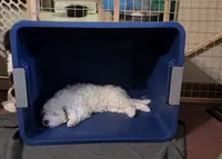 Lamb chop, a male Bernese Mountain Dog and Miniature Aussiedoodle for sale in Coal Valley, IL – 2 of 2